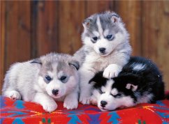 Štěňata Husky 200 XXL dílků
