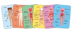 Magnetické puzzle - Lidské tělo