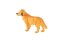 Retrívr zlatý - pes domácí zooted