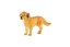 Retrívr zlatý - pes domácí zooted