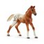 Schleich 42433 Set appalosští koně a tréninkové příslušenství