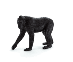 Mojo Makak chocholatý