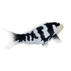 Mojo Kapr koi shiro utsuri