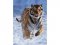 RAVENSBURGER-Tygr na sněhu 500d - puzzle