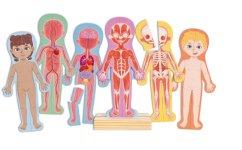 Magnetické puzzle - Lidské tělo
