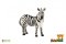 Zebra horská zooted