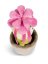 NICI plyš Květina Amálie,Sedum 18 cm, GREEN
