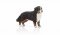 Schleich 16397 Fena Bernského horského psa